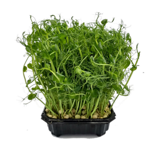 GROSZEK CZEPNY PĘDY